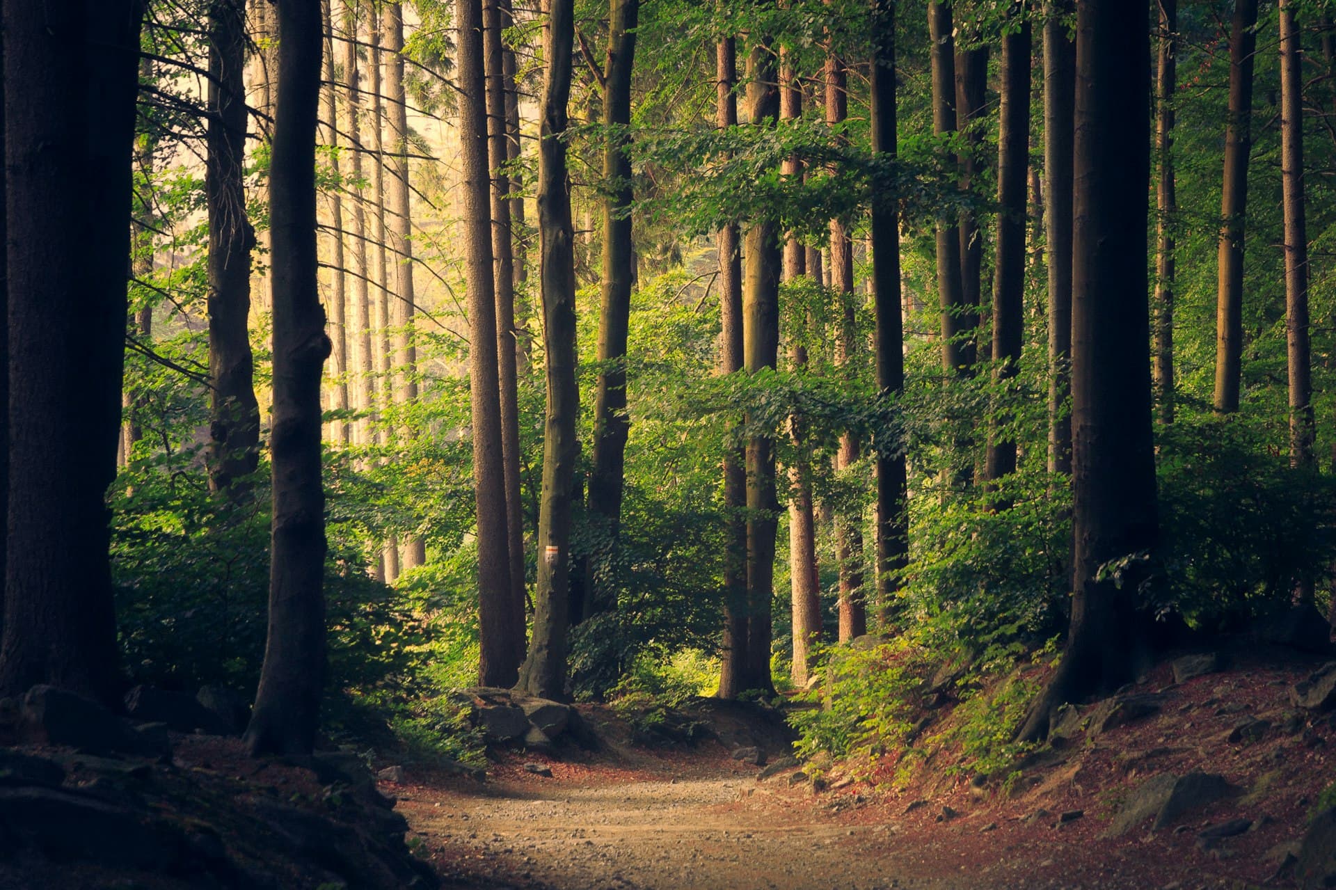 A quiet forest path in soft morning light